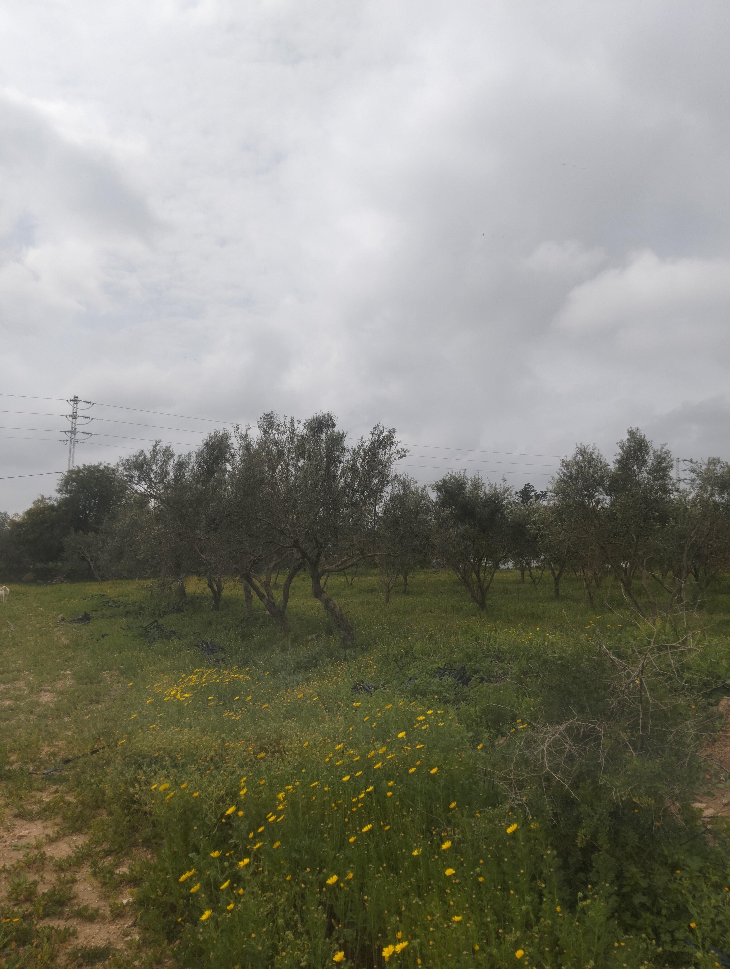 Korba&nbsp;Tazarka&nbsp;Terrain&nbsp;Terrain agricole&nbsp;Terrain agricole