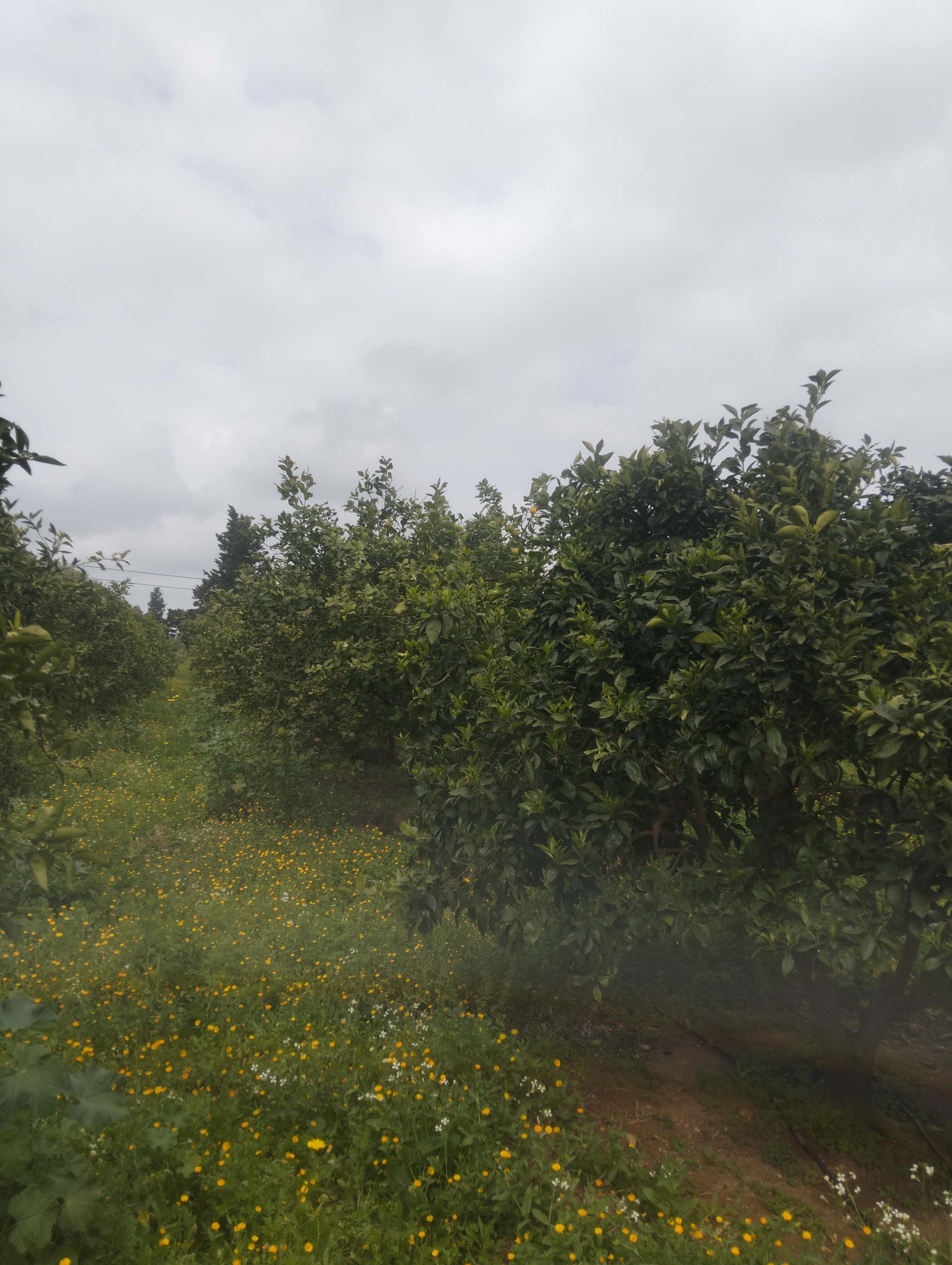 Korba&nbsp;Tazarka&nbsp;Terrain&nbsp;Terrain agricole&nbsp;Terrain agricole