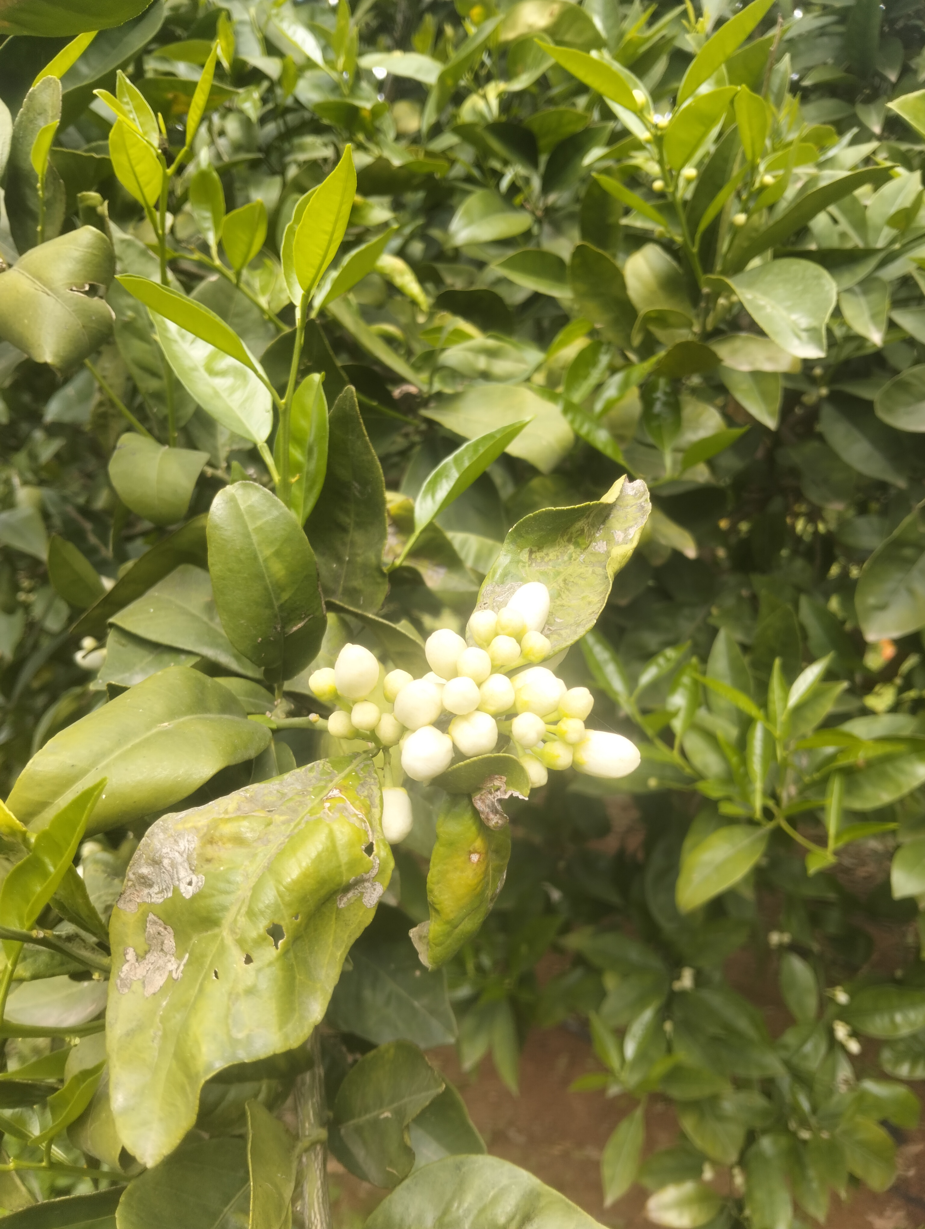 Korba&nbsp;Tazarka&nbsp;Terrain&nbsp;Terrain agricole&nbsp;Terrain agricole