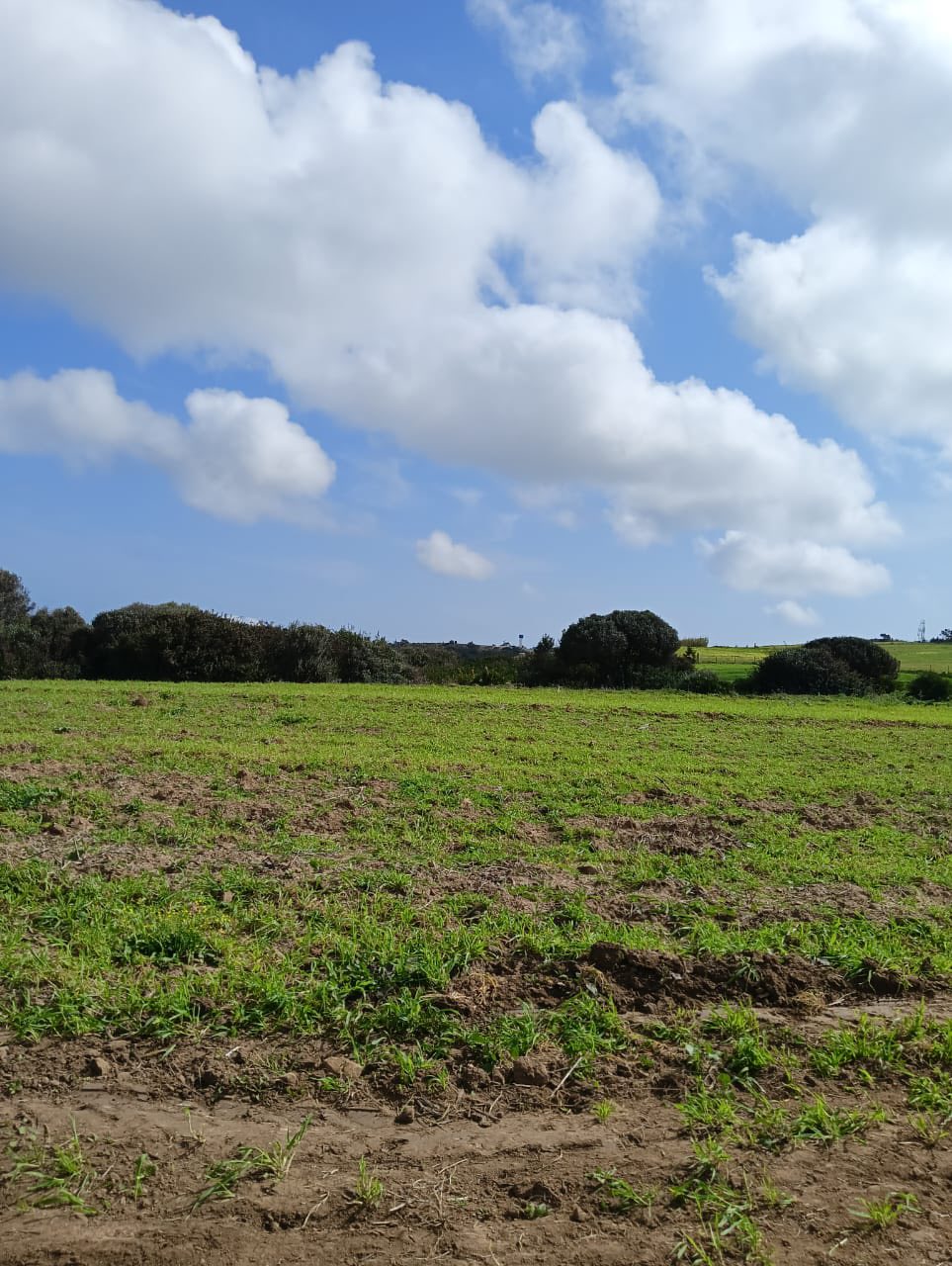 Kelibia&nbsp;Kelibia&nbsp;Terrain&nbsp;Terrain nu&nbsp;Offre limit� a 1000m