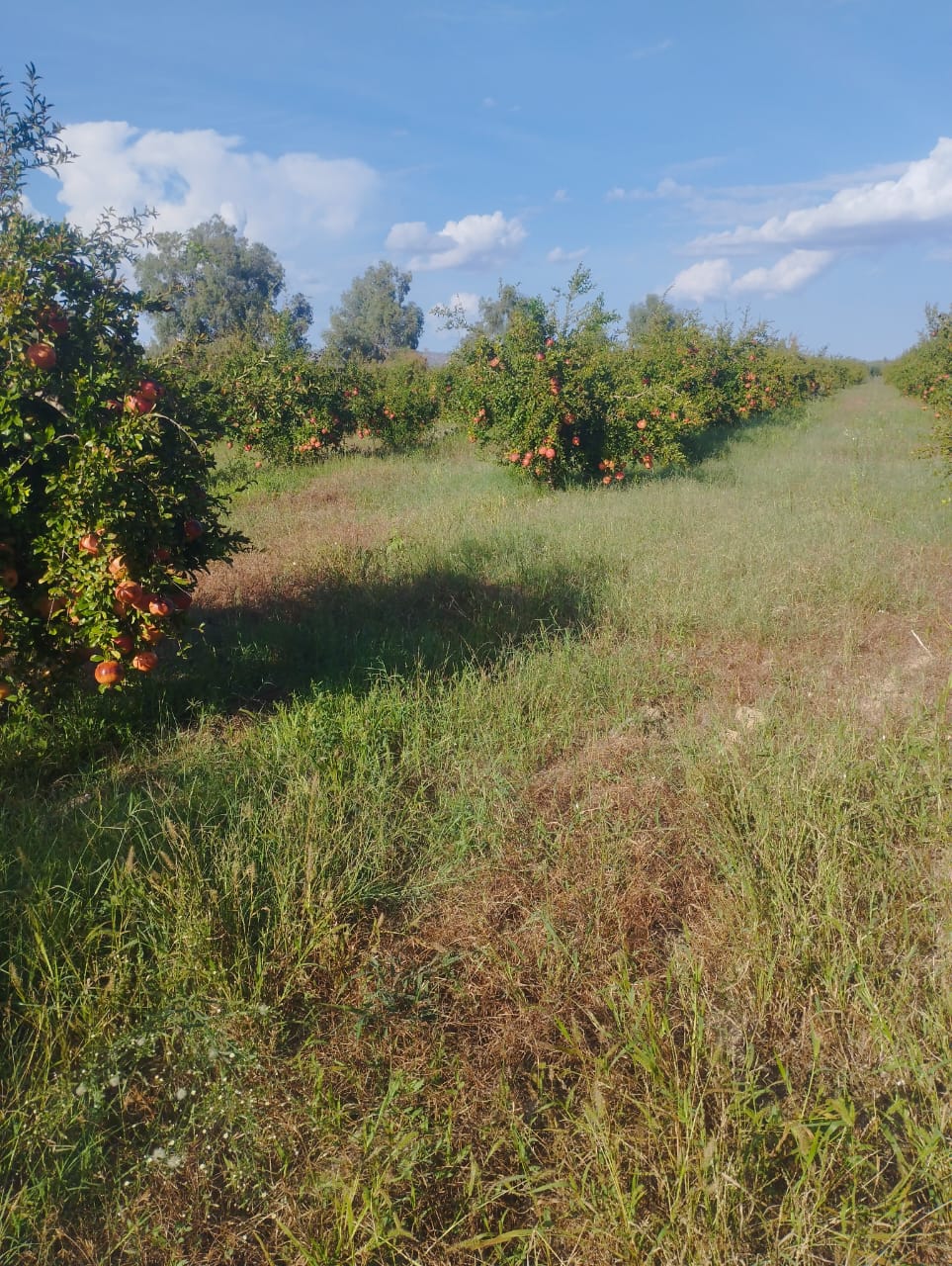 Mejez El Bab&nbsp;Mejez El Bab&nbsp;Vente&nbsp;Surfaces&nbsp;Terrain agricole