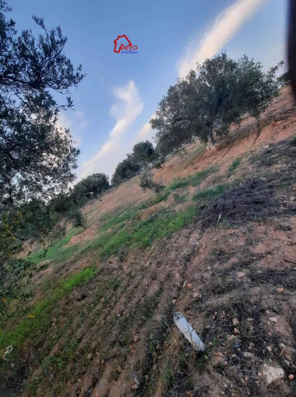 Hammamet&nbsp;Hammamet&nbsp;Terrain&nbsp;Terrain agricole&nbsp;Terrain zeineb vta007