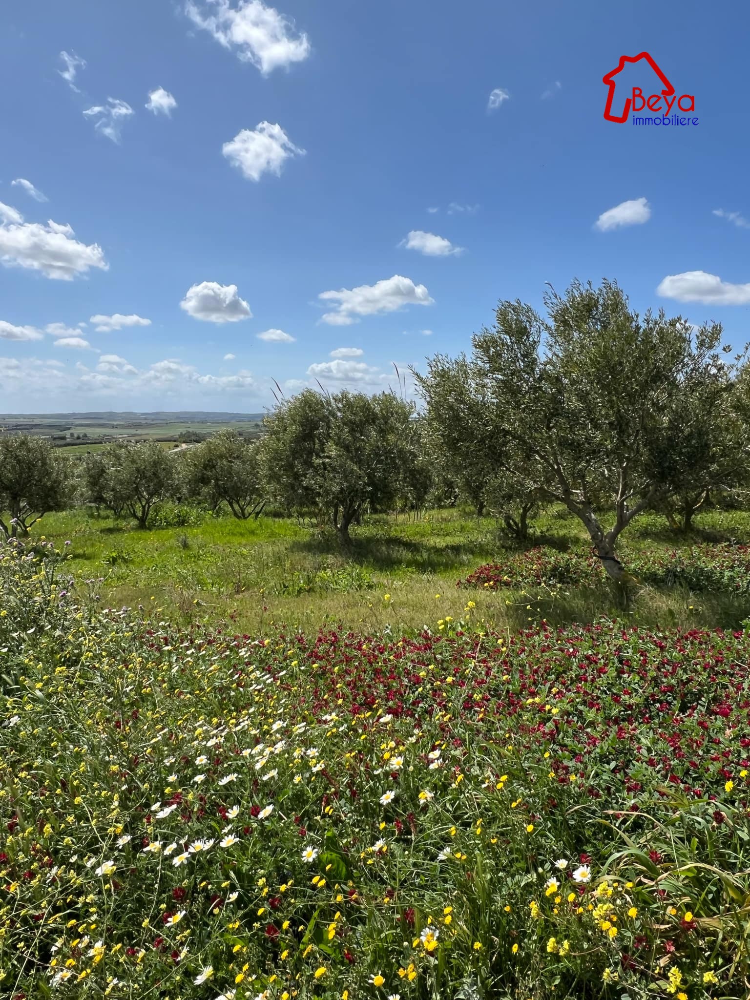 Korba&nbsp;Bou Jerida&nbsp;Terrain&nbsp;Terrain agricole&nbsp;Sept hectares avec titre foncier