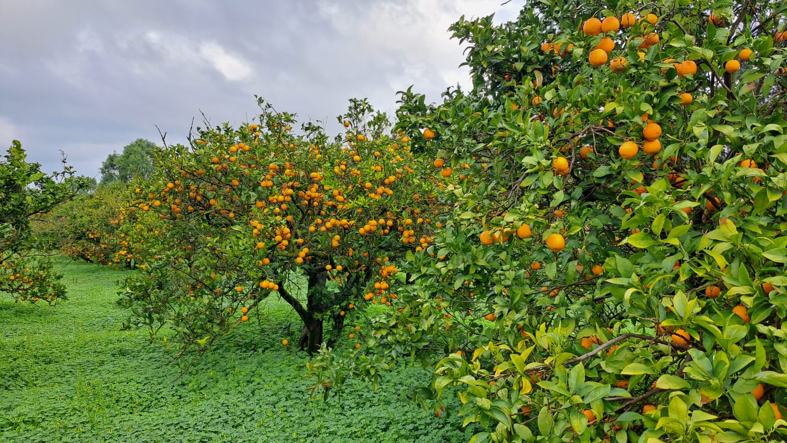 Soliman&nbsp;Meraissa&nbsp;Location&nbsp;Surfaces&nbsp;Senia el mrissa taben