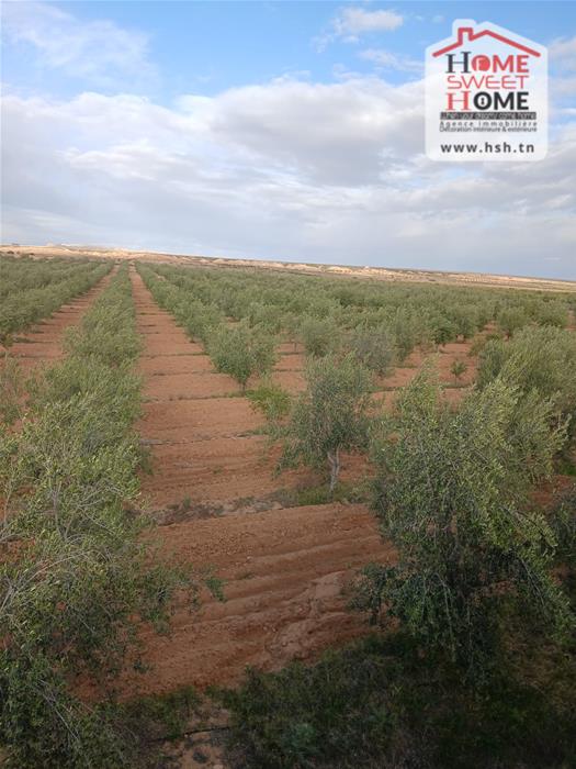 Sidi Aich&nbsp;Sidi Aich&nbsp;Terrain&nbsp;Terrain agricole&nbsp;Terrain agricole zaytina � sidi aich gafsa