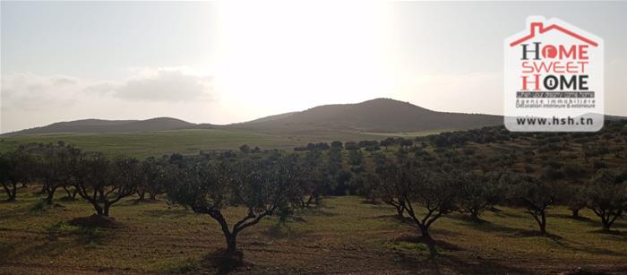 Mejez El Bab&nbsp;Mejez El Bab&nbsp;Terrain&nbsp;Terrain agricole&nbsp;Terrain agricole plania � mjez el beb