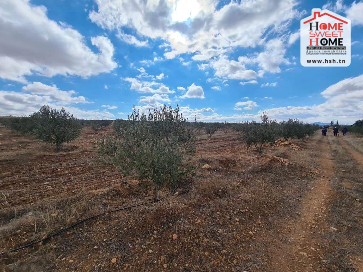 Le Kef Est&nbsp;Le Kef&nbsp;Terrain&nbsp;Terrain agricole&nbsp;Terrain agricole iyad kef