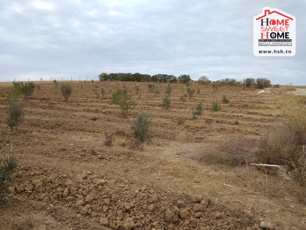 Zaghouan&nbsp;Zaghouan&nbsp;Terrain&nbsp;Terrain agricole&nbsp;Terrain agricole z�lande � zaghouan