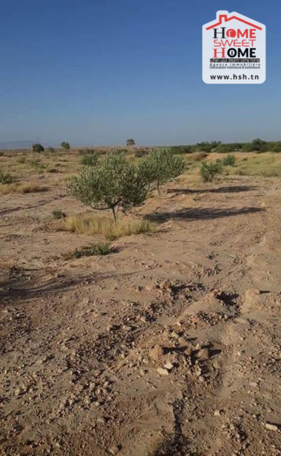 Gafsa Nord&nbsp;Echabiba&nbsp;Terrain&nbsp;Terrain agricole&nbsp;Terrain agricole louza � el fajja gafsa