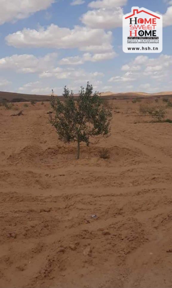 Gafsa Nord&nbsp;Echabiba&nbsp;Terrain&nbsp;Terrain agricole&nbsp;Terrain agricole louza � el fajja gafsa