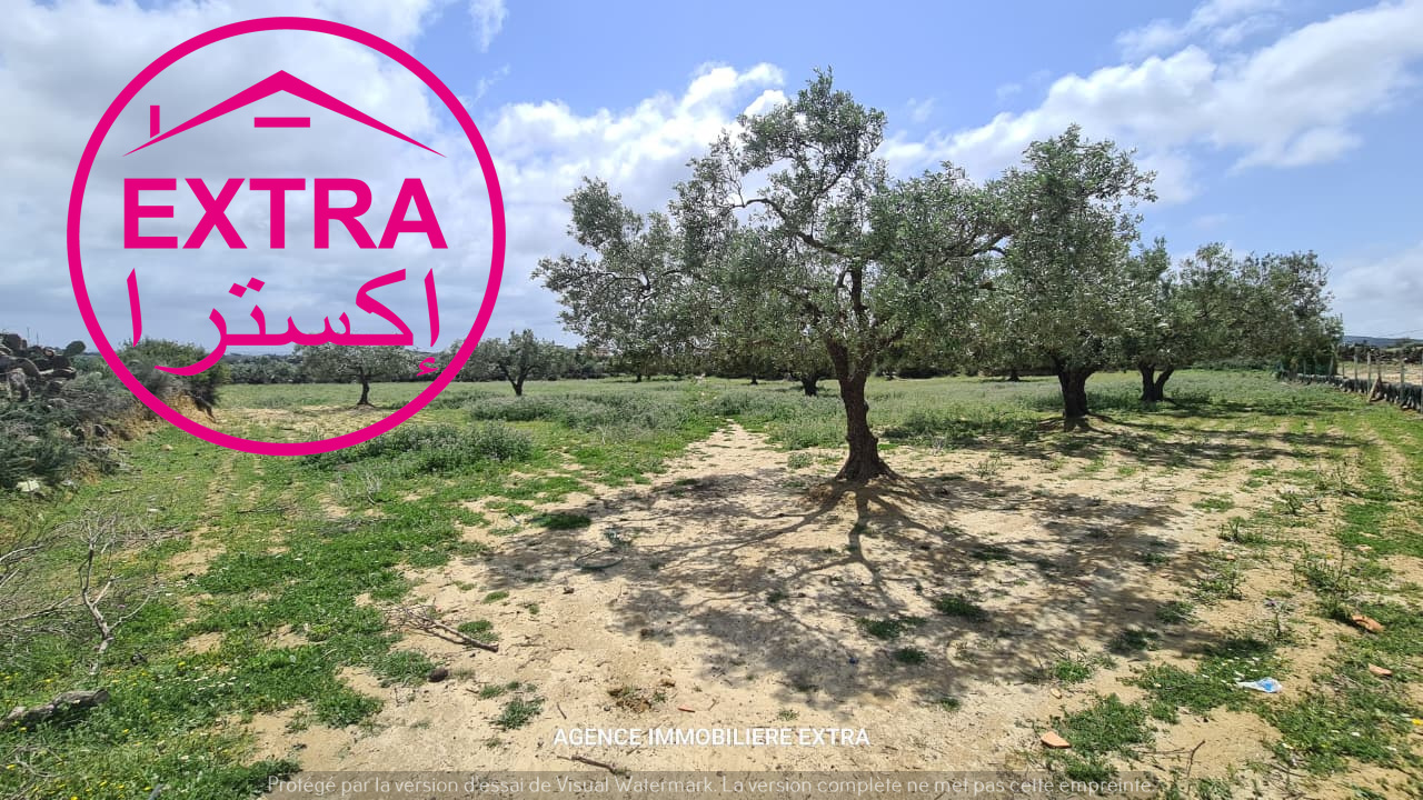 Nabeul&nbsp;Nabeul&nbsp;Terrain&nbsp;Terrain agricole&nbsp;Campagne a nabeul