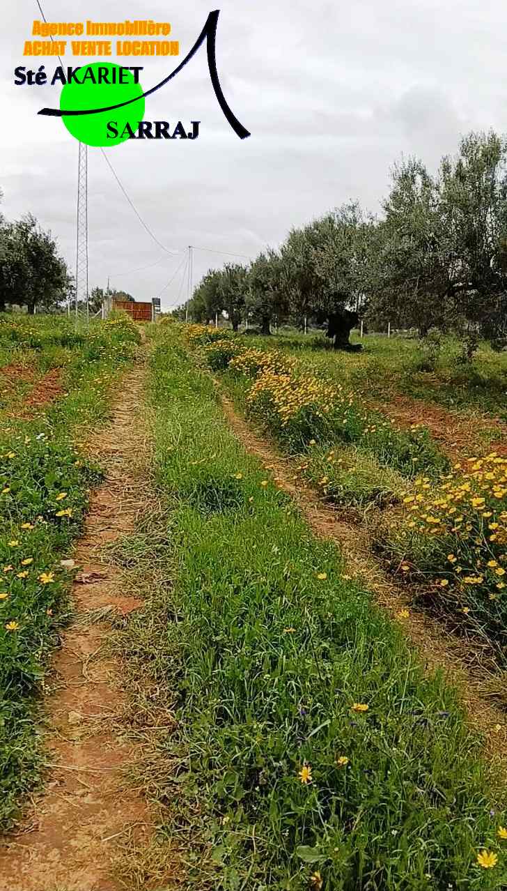 Sidi Bou Ali&nbsp;Sidi Bou Ali&nbsp;Terrain&nbsp;Terrain agricole&nbsp;Terrain 4060m pas loin dar zitouna � sidi bouali