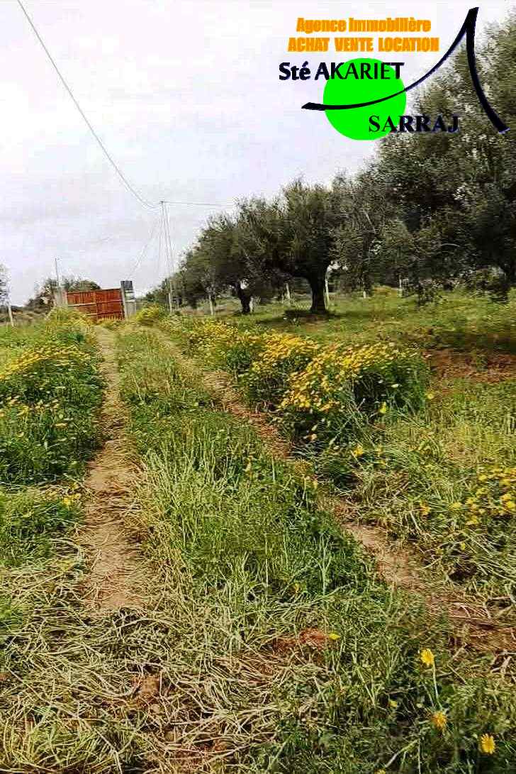 Sidi Bou Ali&nbsp;Sidi Bou Ali&nbsp;Terrain&nbsp;Terrain agricole&nbsp;Terrain 4060m pas loin dar zitouna � sidi bouali