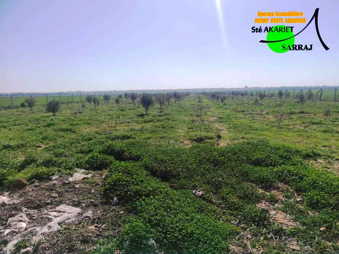 Sidi Bou Ali&nbsp;El Alouj&nbsp;Terrain&nbsp;Terrain agricole&nbsp;Senia 12000m al sath vers chouicha �  sidi bouali