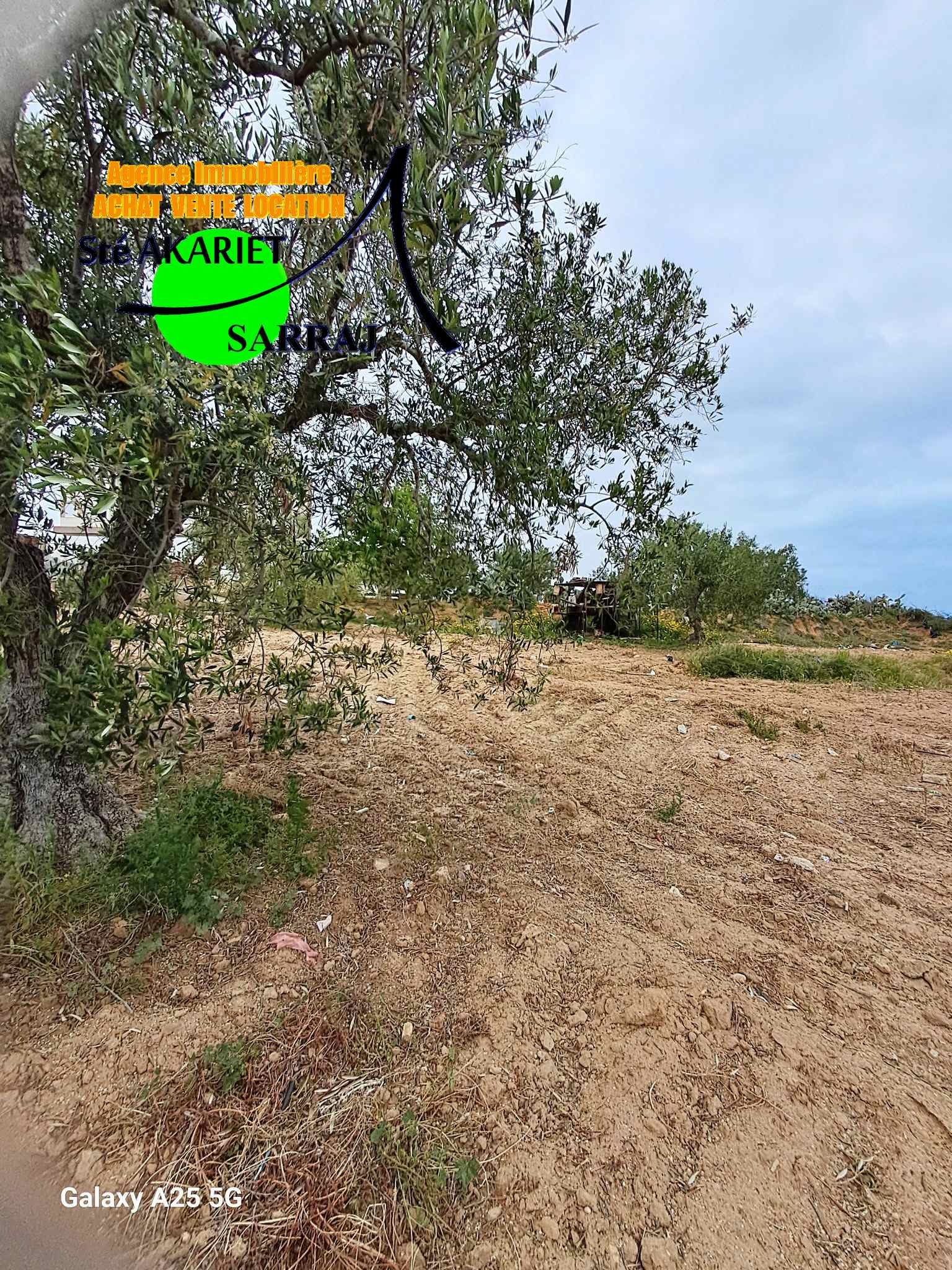 Akouda&nbsp;Chatt Meriem&nbsp;Terrain&nbsp;Terrain agricole&nbsp;Terrain 12000m pas loin de koussour gharnata