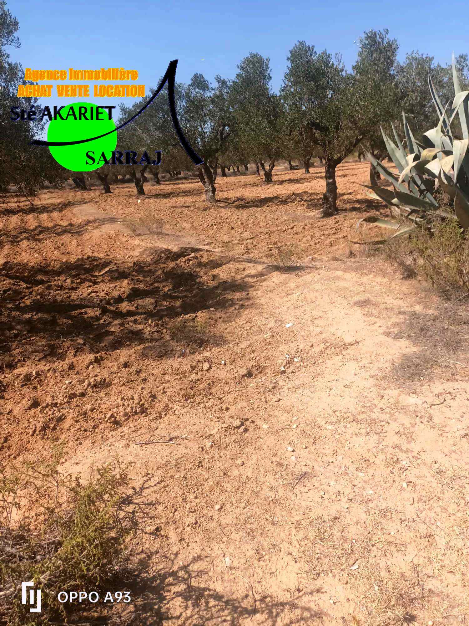 Akouda&nbsp;Chatt Meriem&nbsp;Terrain&nbsp;Terrain agricole&nbsp;Lot d'invesstisement 5615m sur l'autoroute fokaia