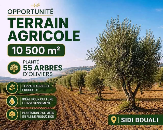 Sidi Bou Ali&nbsp;Sidi Bou Ali&nbsp;Terrain&nbsp;Terrain agricole&nbsp;Lot 10500m pr�s maisons d h�te signo sidi bouali