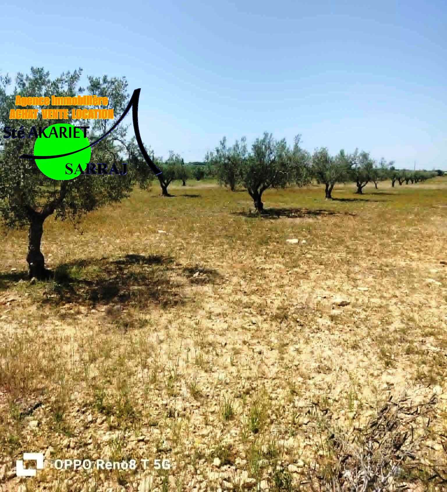 Sidi Bou Ali&nbsp;Sidi Bou Ali&nbsp;Terrain&nbsp;Terrain agricole&nbsp;Terrain 4 hectare et 800m � sidi bouali vers knena