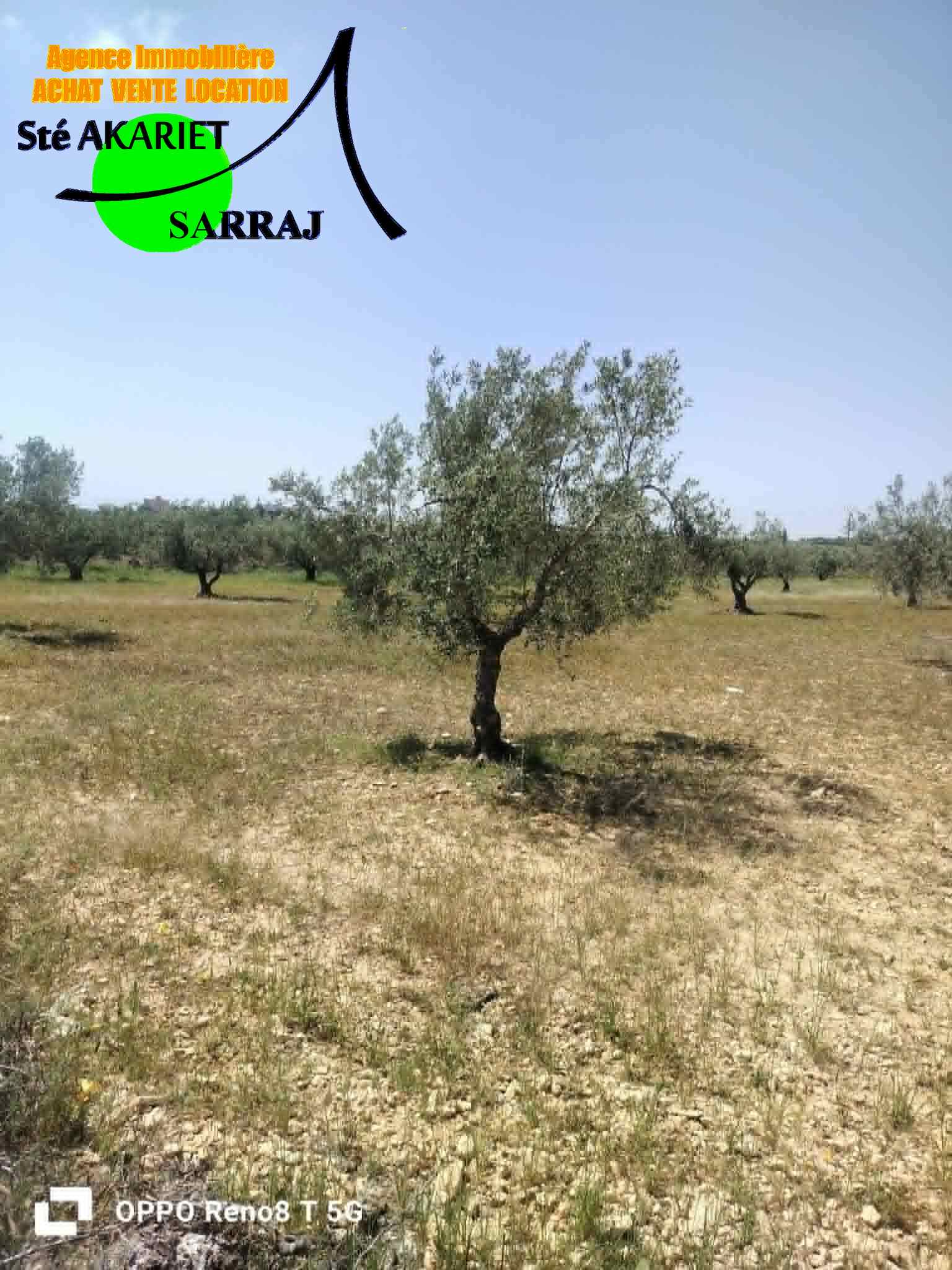 Sidi Bou Ali&nbsp;Sidi Bou Ali&nbsp;Terrain&nbsp;Terrain agricole&nbsp;Terrain 4 hectare et 800m � sidi bouali vers knena
