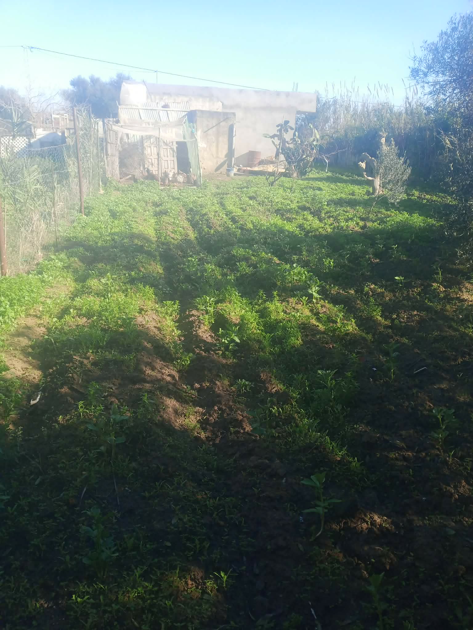 Kelibia&nbsp;Dar Allouche&nbsp;Vente&nbsp;Maisons&nbsp;Maison a kelibia opportunit� a ne pas rat�