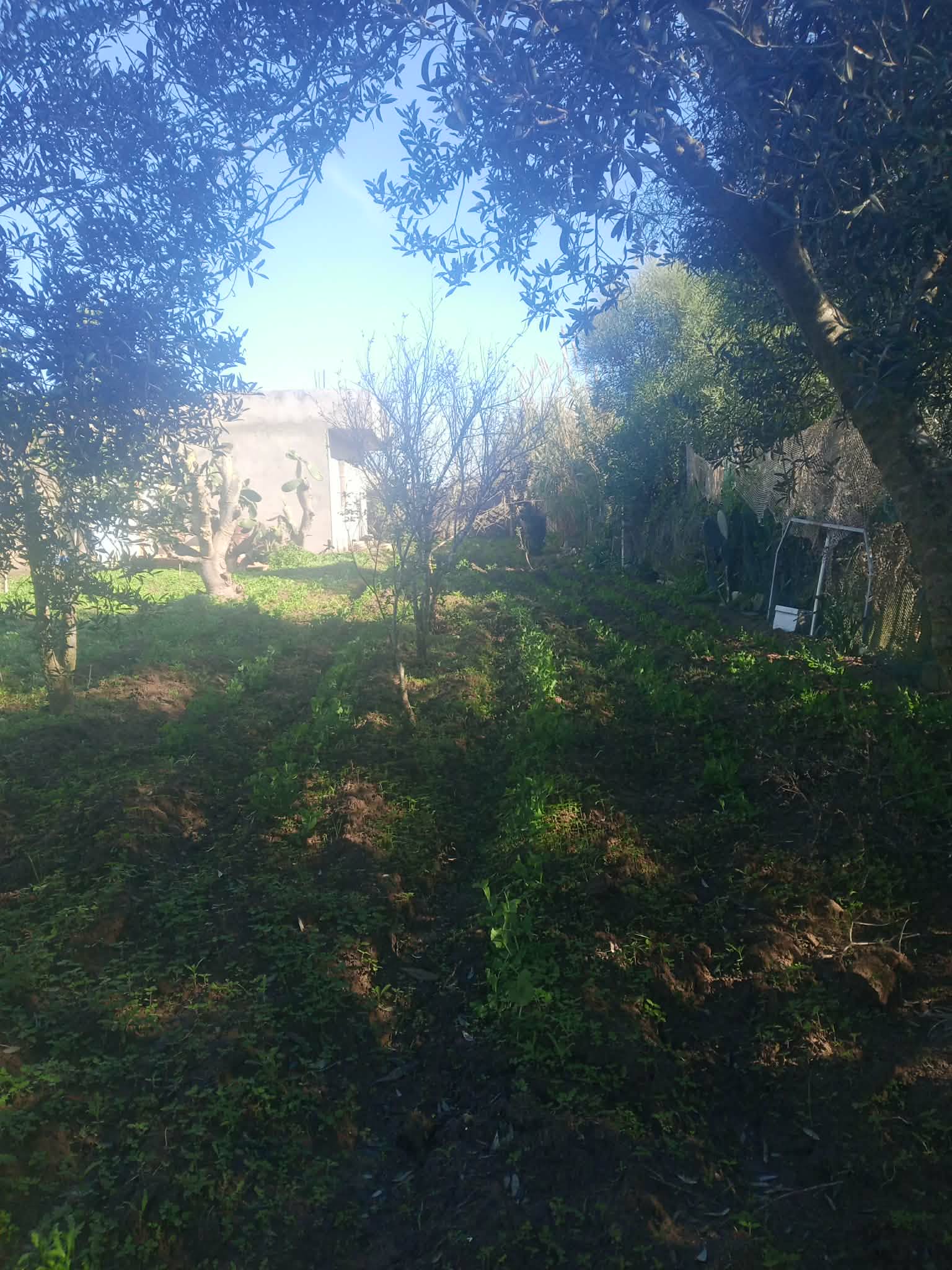 Kelibia&nbsp;Dar Allouche&nbsp;Vente&nbsp;Maisons&nbsp;Maison a kelibia opportunit� a ne pas rat�