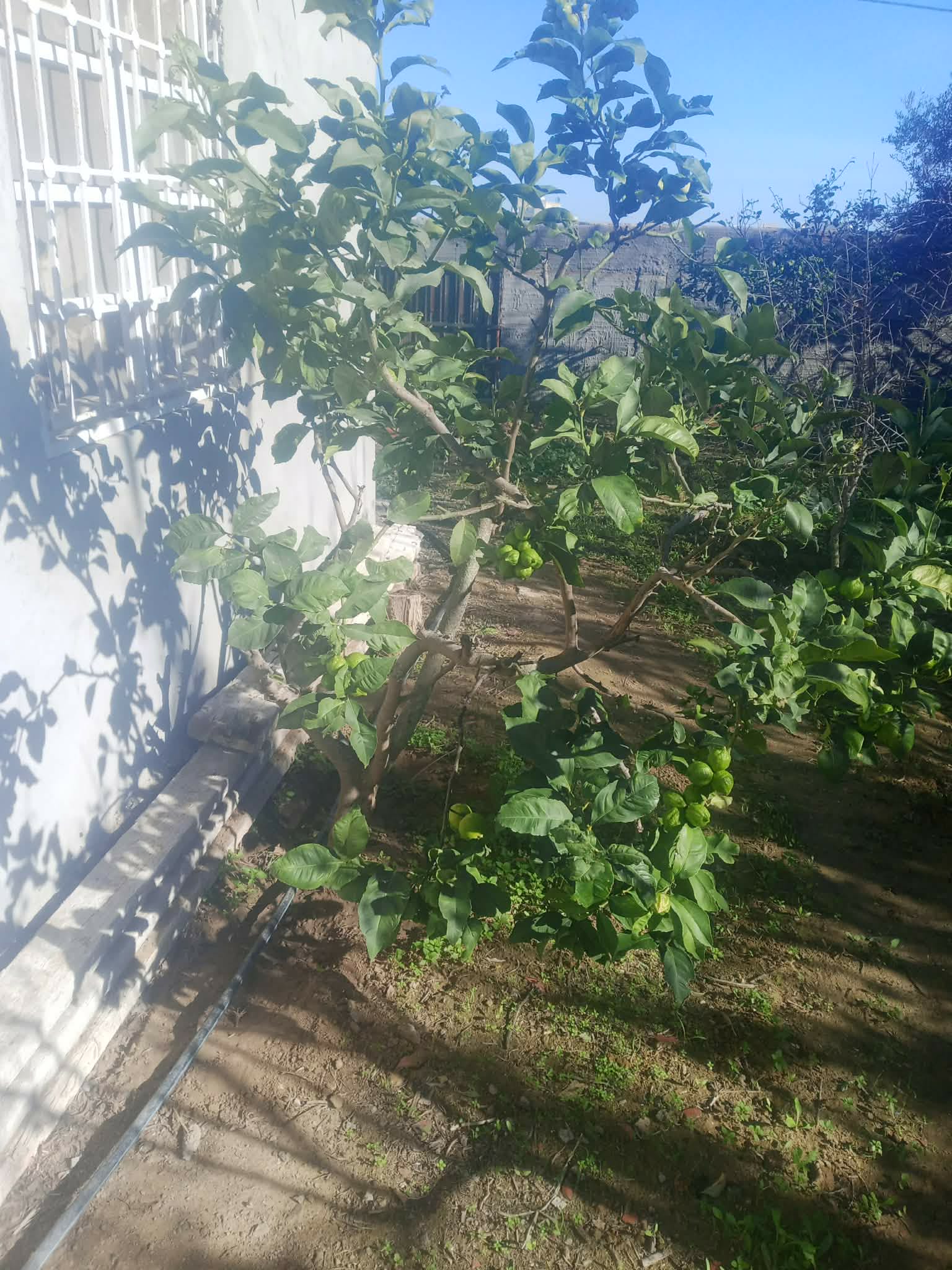 Kelibia&nbsp;Dar Allouche&nbsp;Vente&nbsp;Maisons&nbsp;Maison a kelibia opportunit� a ne pas rat�