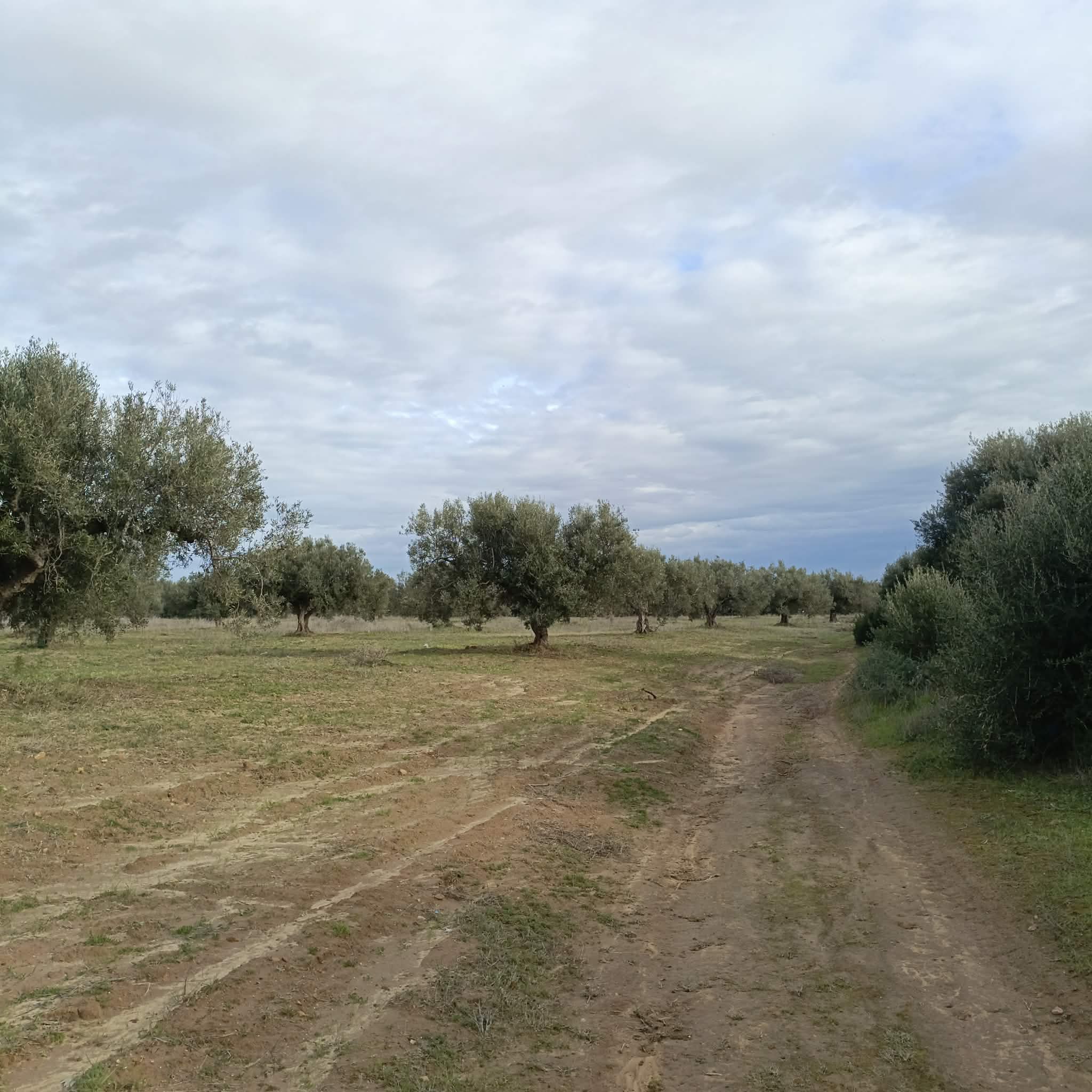 Hammamet&nbsp;Hammamet&nbsp;Terrain&nbsp;Terrain nu&nbsp;Av terrain 290m � hammamet sud