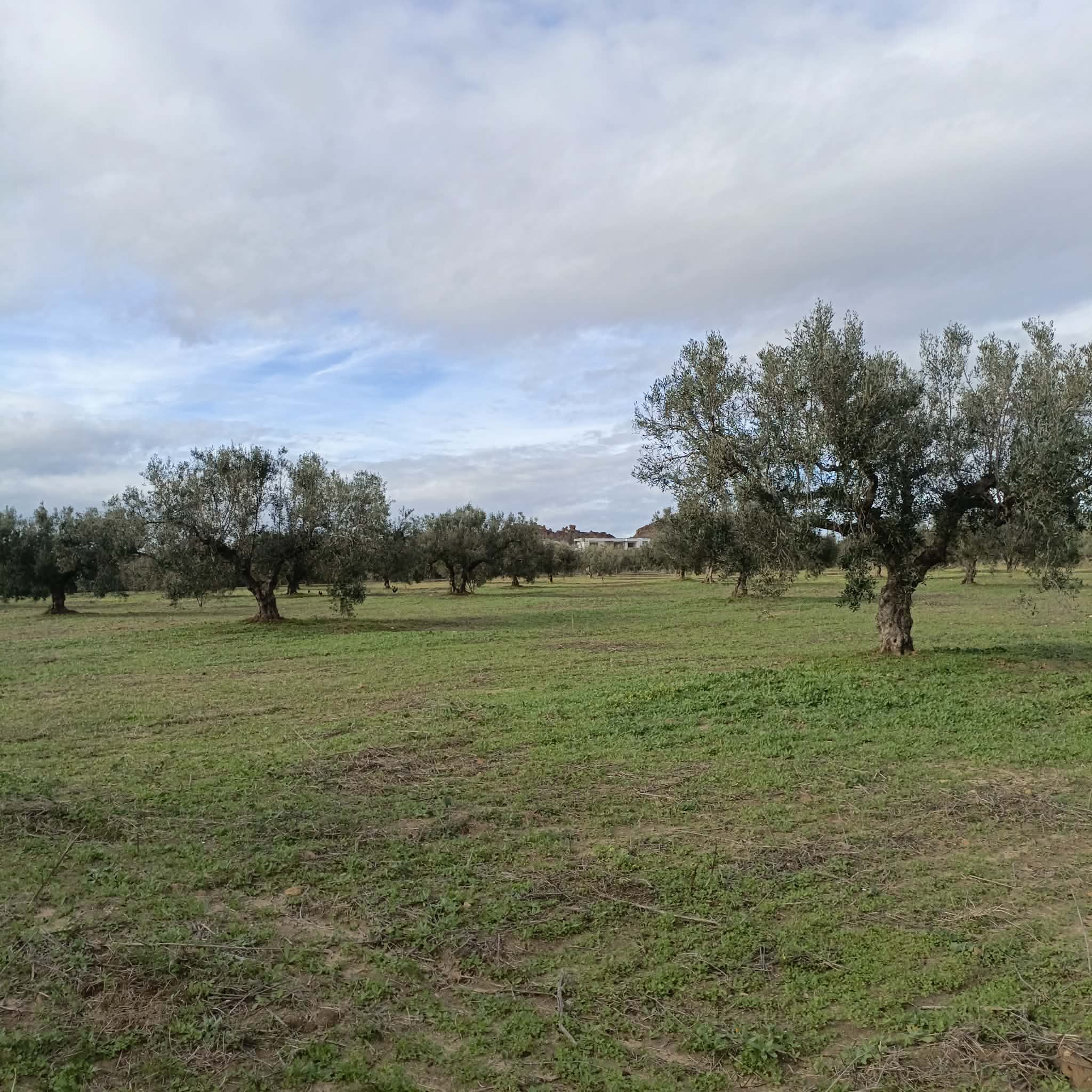 Hammamet&nbsp;Hammamet&nbsp;Terrain&nbsp;Terrain nu&nbsp;Av terrain 290m � hammamet sud