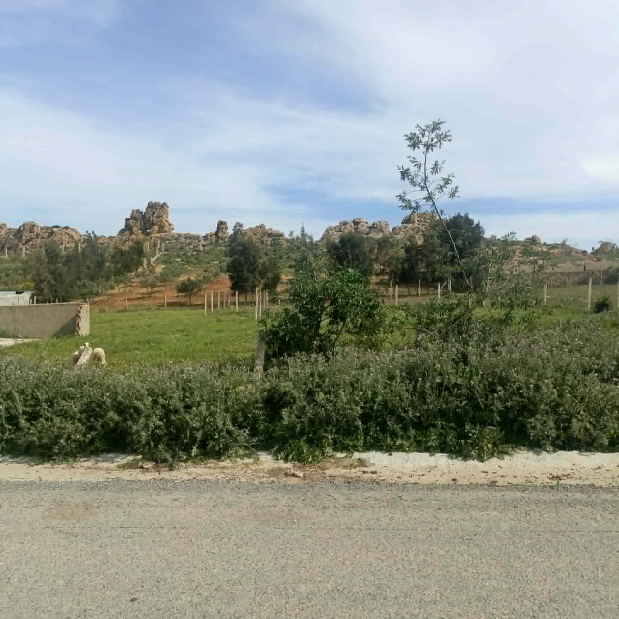 Hammamet&nbsp;Hammamet&nbsp;Terrain&nbsp;Terrain nu&nbsp;Terrain 750m � monchar hammamet sud