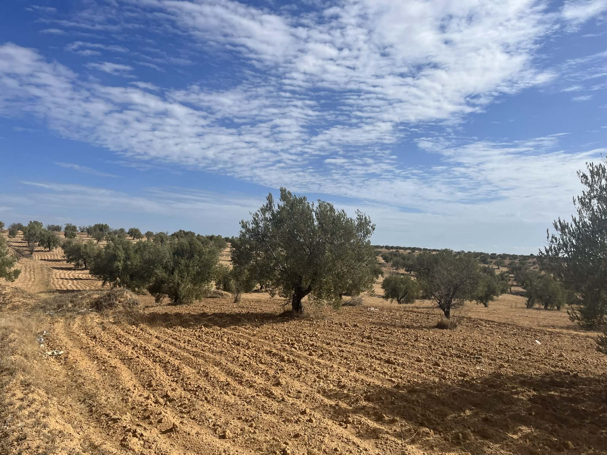 Zeramdine&nbsp;Mlichette&nbsp;Terrain&nbsp;Terrain agricole&nbsp;Terrain 2500 m avec 18 oliviers  ouest monastir
