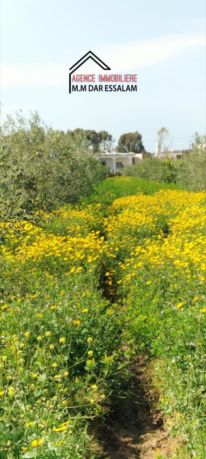 El Haouaria&nbsp;Saheb Jebel&nbsp;Terrain&nbsp;Terrain agricole&nbsp;Terrain agricole contenant une villa