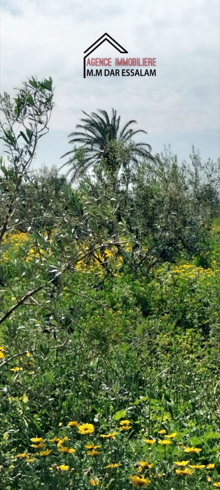 El Haouaria&nbsp;Saheb Jebel&nbsp;Terrain&nbsp;Terrain agricole&nbsp;Terrain agricole contenant une villa