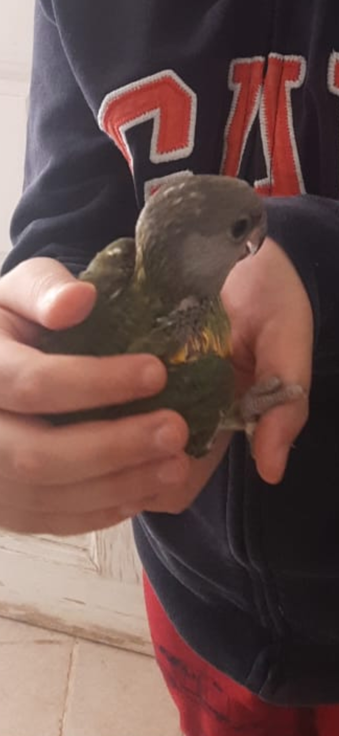 Le Bardo&nbsp;Le Bardo&nbsp;Oiseaux&nbsp;Autre&nbsp;Des youyou du s�n�gal