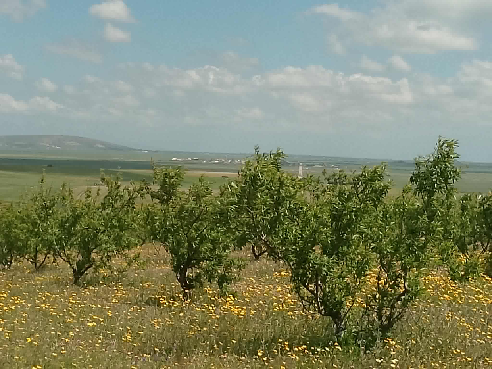 Jedaida&nbsp;Chaouat&nbsp;Vente&nbsp;Surfaces&nbsp;Terrain agricole avec amandiers