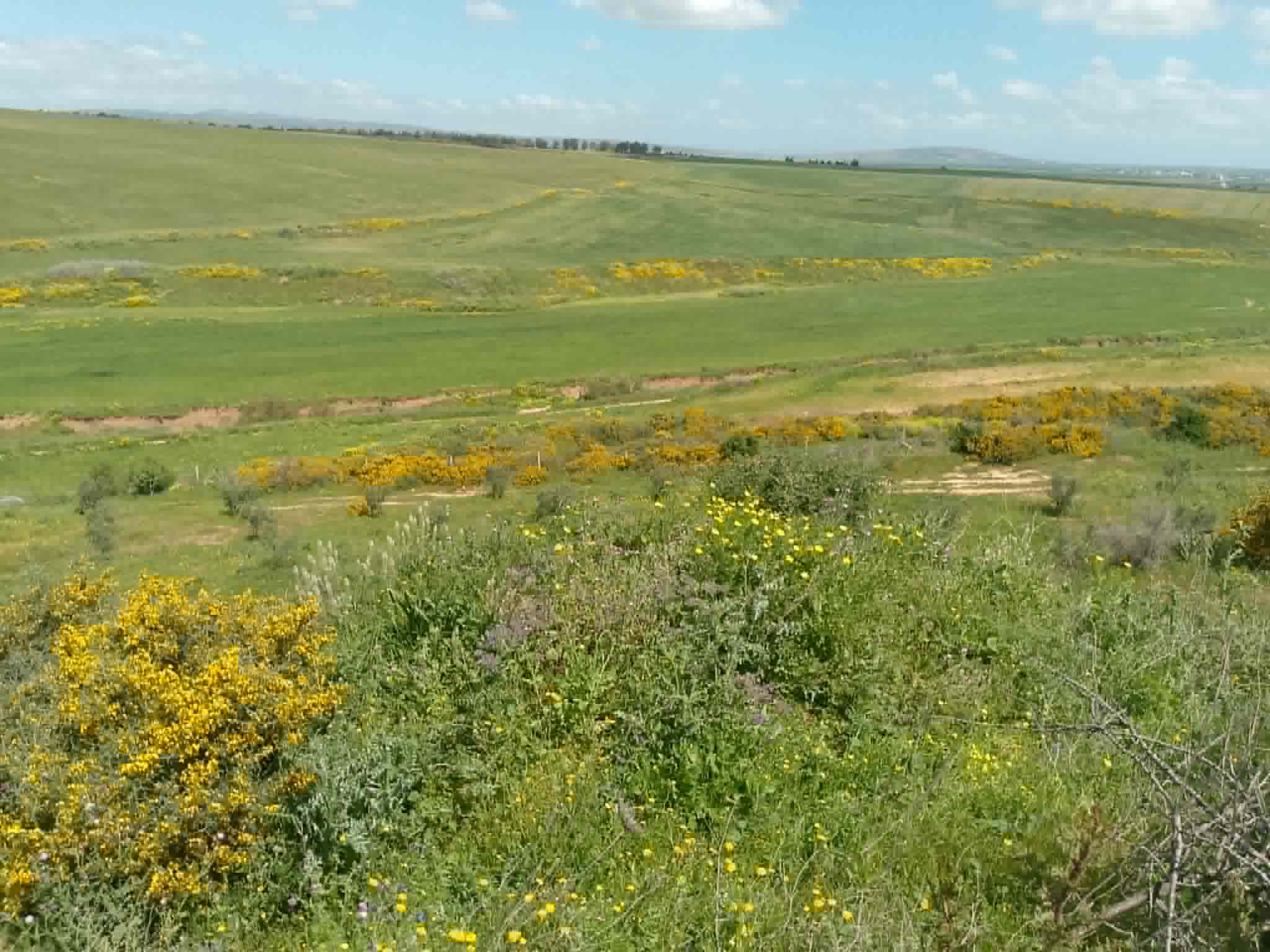 Jedaida&nbsp;Chaouat&nbsp;Vente&nbsp;Surfaces&nbsp;Terrain agricole avec amandiers