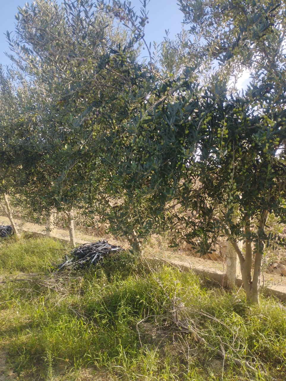 Mejez El Bab&nbsp;Mejez El Bab&nbsp;Terrain&nbsp;Terrain agricole&nbsp;Terrain agricole