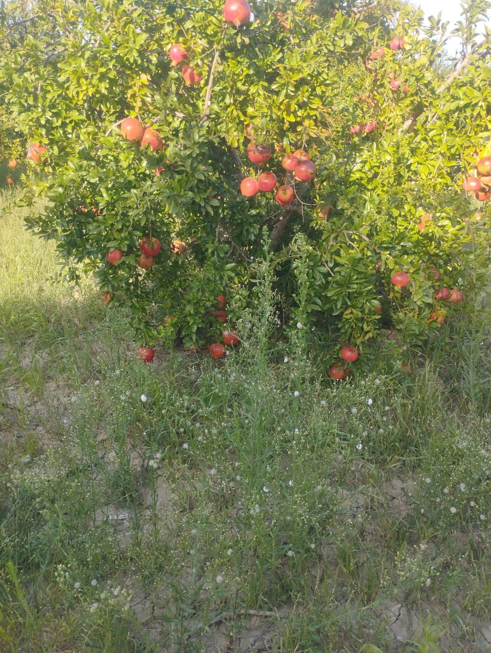 Mejez El Bab&nbsp;Mejez El Bab&nbsp;Terrain&nbsp;Terrain agricole&nbsp;Terrain agricole