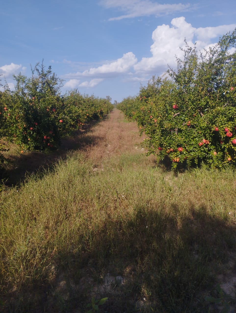 Mejez El Bab&nbsp;Mejez El Bab&nbsp;Terrain&nbsp;Terrain agricole&nbsp;Terrain agricole