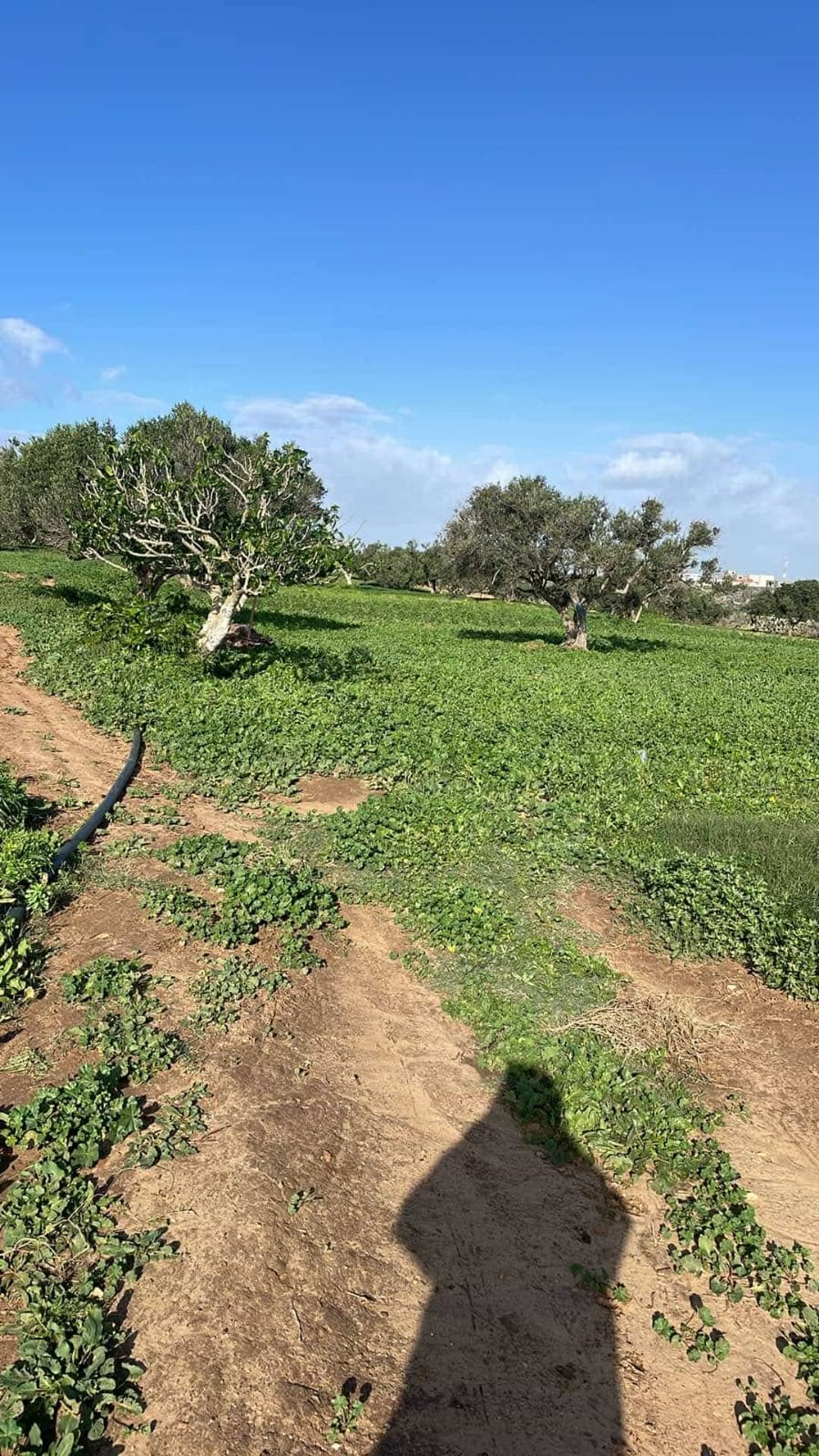 Menzel Temime&nbsp;Lebna&nbsp;Terrain&nbsp;Terrain agricole&nbsp;Senia a lebna