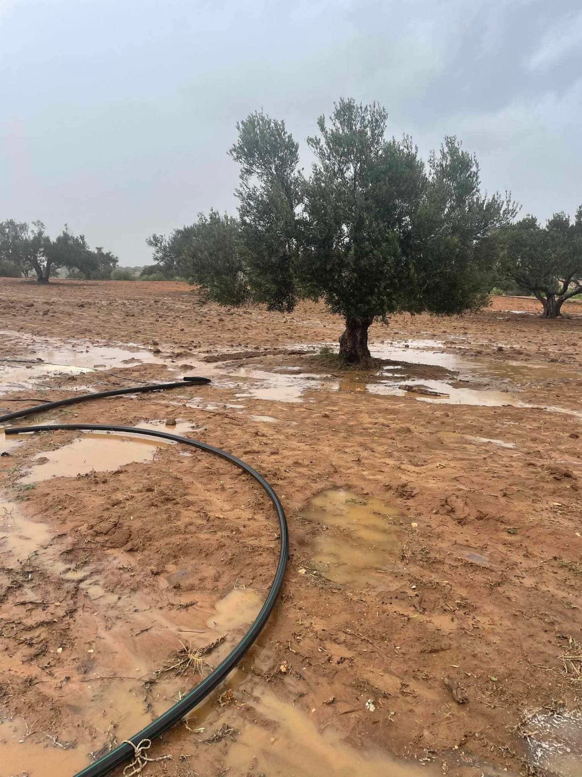 Menzel Temime&nbsp;Lebna&nbsp;Terrain&nbsp;Terrain agricole&nbsp;Senia a lebna