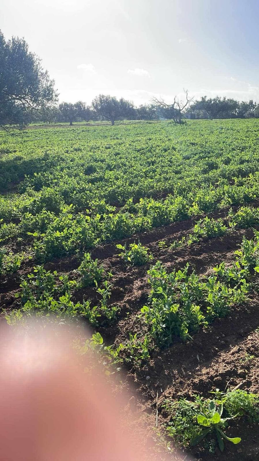 Menzel Temime&nbsp;Lebna&nbsp;Terrain&nbsp;Terrain agricole&nbsp;Senia a lebna