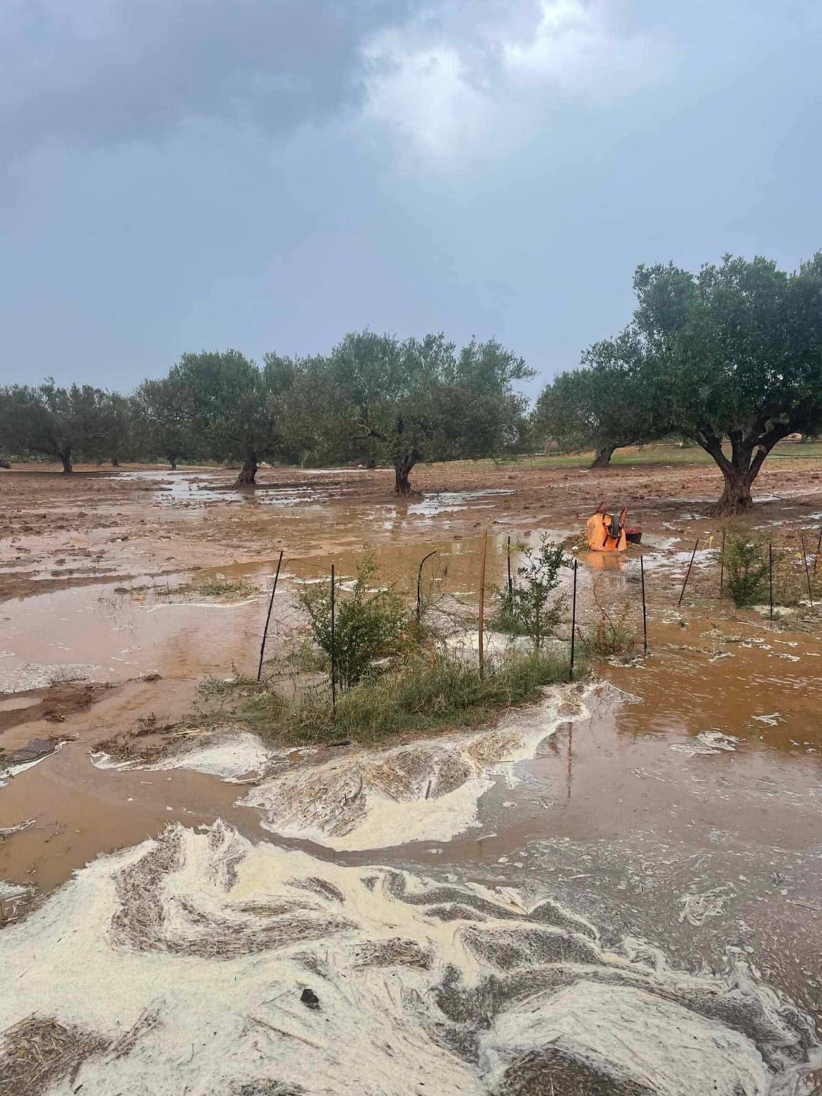Menzel Temime&nbsp;Lebna&nbsp;Terrain&nbsp;Terrain agricole&nbsp;Senia a lebna