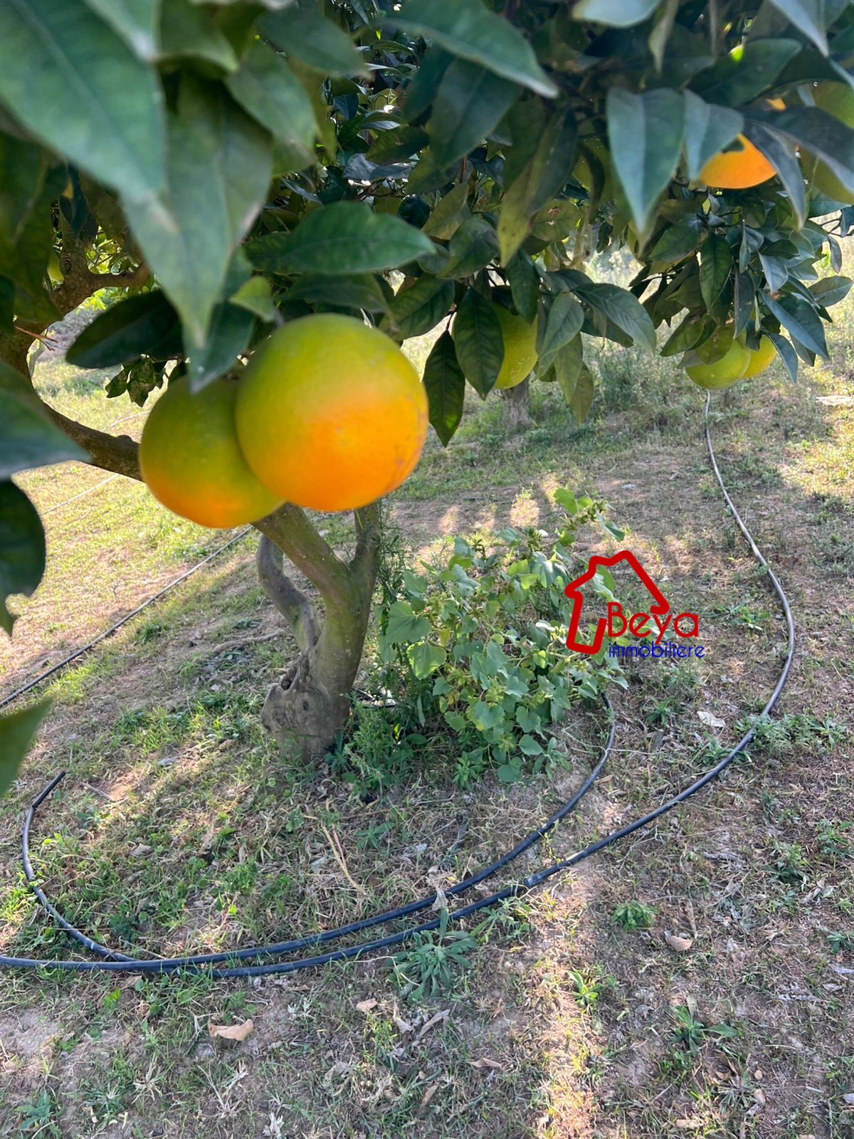 Dar Chaabane Elfehri&nbsp;El Frinine&nbsp;Terrain&nbsp;Terrain agricole&nbsp;Terrain molka vtm085