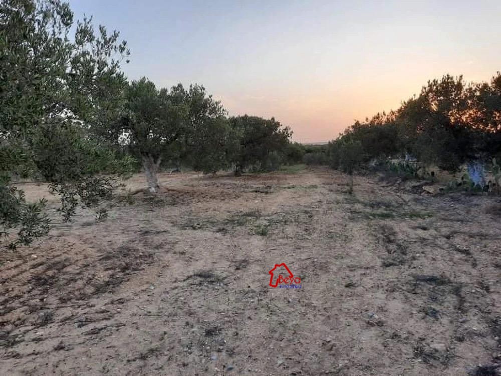 Hammamet&nbsp;Hammamet&nbsp;Terrain&nbsp;Terrain agricole&nbsp;Terrain zeineb vta007