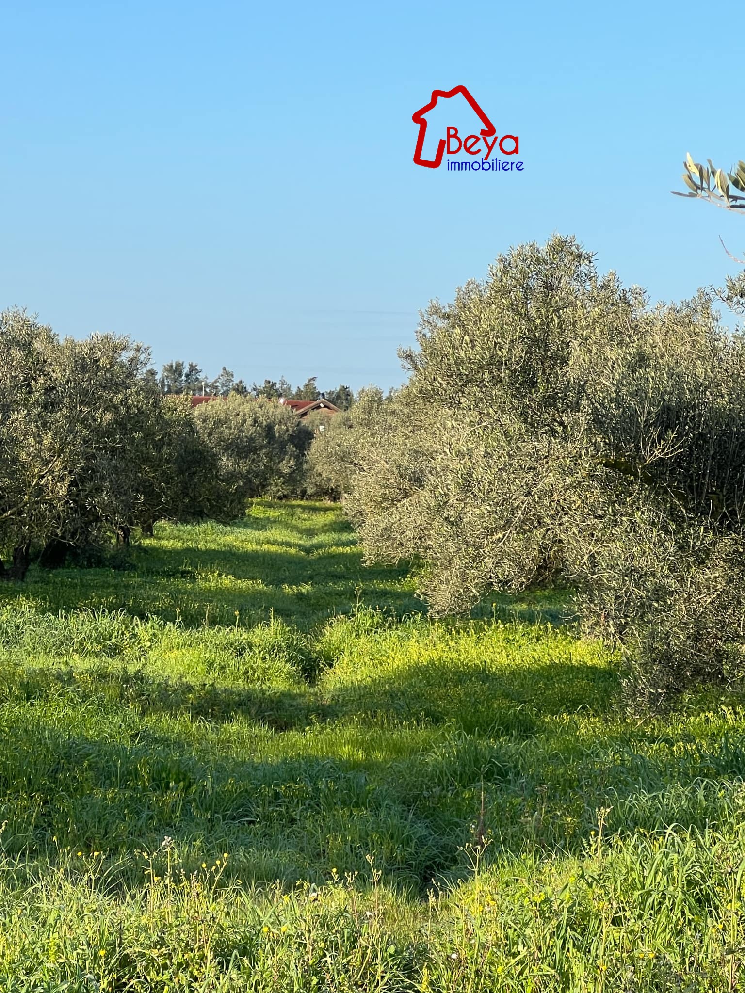 Beni Khalled&nbsp;Beni Khalled&nbsp;Terrain&nbsp;Terrain agricole&nbsp;Terrain kobra vtm010