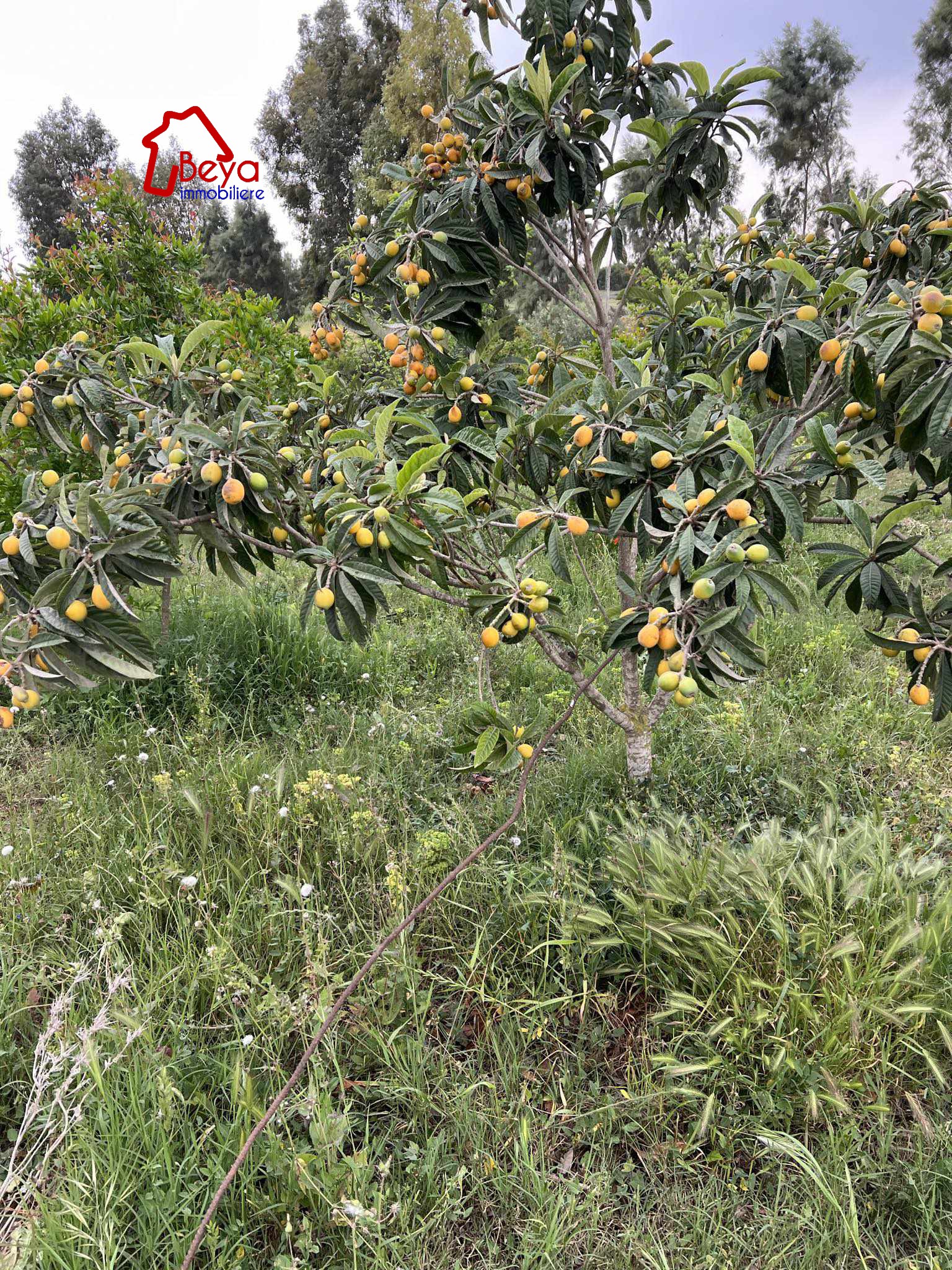 Beni Khalled&nbsp;Beni Khalled&nbsp;Terrain&nbsp;Terrain agricole&nbsp;Terr miska vtn034