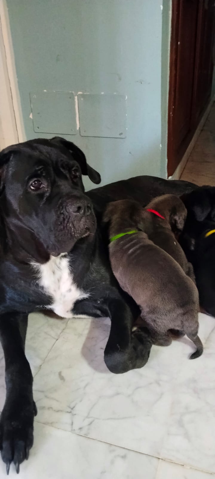 Carthage&nbsp;Carthage&nbsp;Chiens&nbsp;Autre&nbsp;8 chiots cani corso