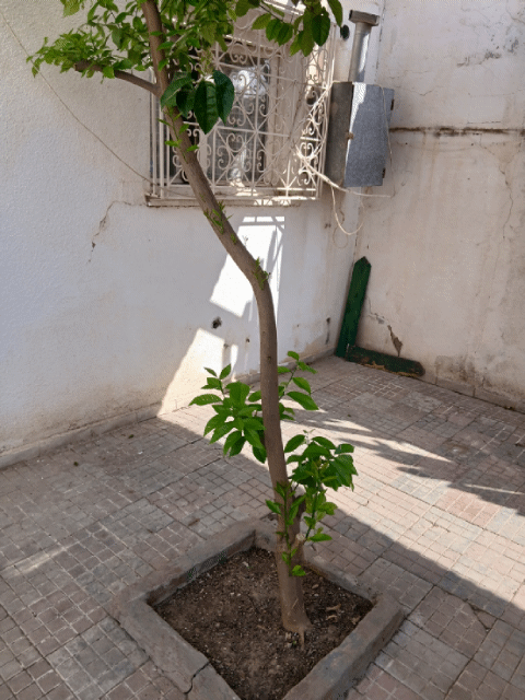 El Ouerdia&nbsp;El Ouerdia&nbsp;Vente&nbsp;Maisons&nbsp;Occasion rare