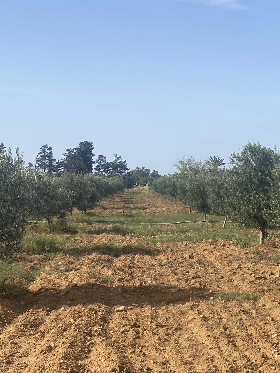 Menzel Temime&nbsp;Menzel Temime&nbsp;Terrain&nbsp;Terrain agricole&nbsp;Senia a manzel tmim