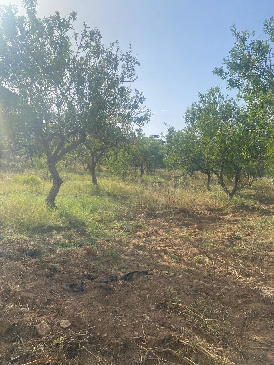 Menzel Temime&nbsp;Menzel Temime&nbsp;Terrain&nbsp;Terrain agricole&nbsp;Senia a manzel tmim